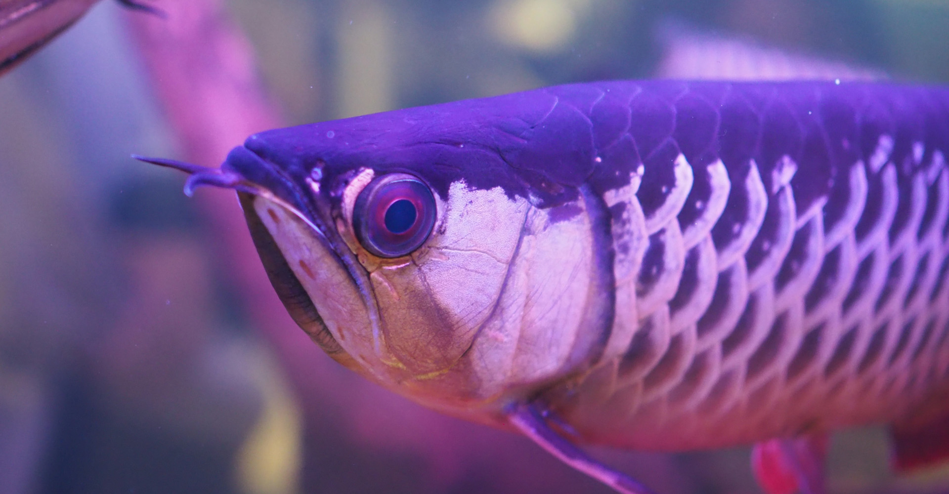 形山水族館について